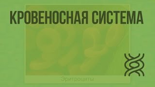 Кровеносная система. Видеоурок по биологии 7 класс