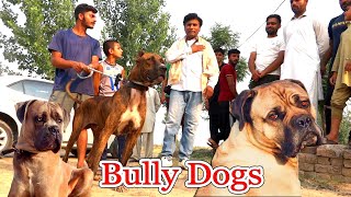 Visit of Sayal kote City My Vlog With 2 Dog In Village