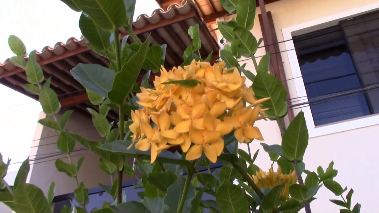 Ixora da Flor Amarela - thptnganamst.edu.vn