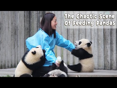 The Chaotic Scene Of Feeding Pandas | iPanda