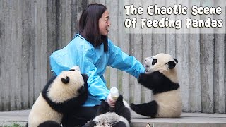 The Chaotic Scene Of Feeding Pandas | iPanda