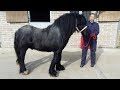 Grossly overweight abandoned pony goes through amazing transformation