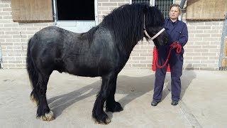 Grossly overweight abandoned pony goes through amazing transformation