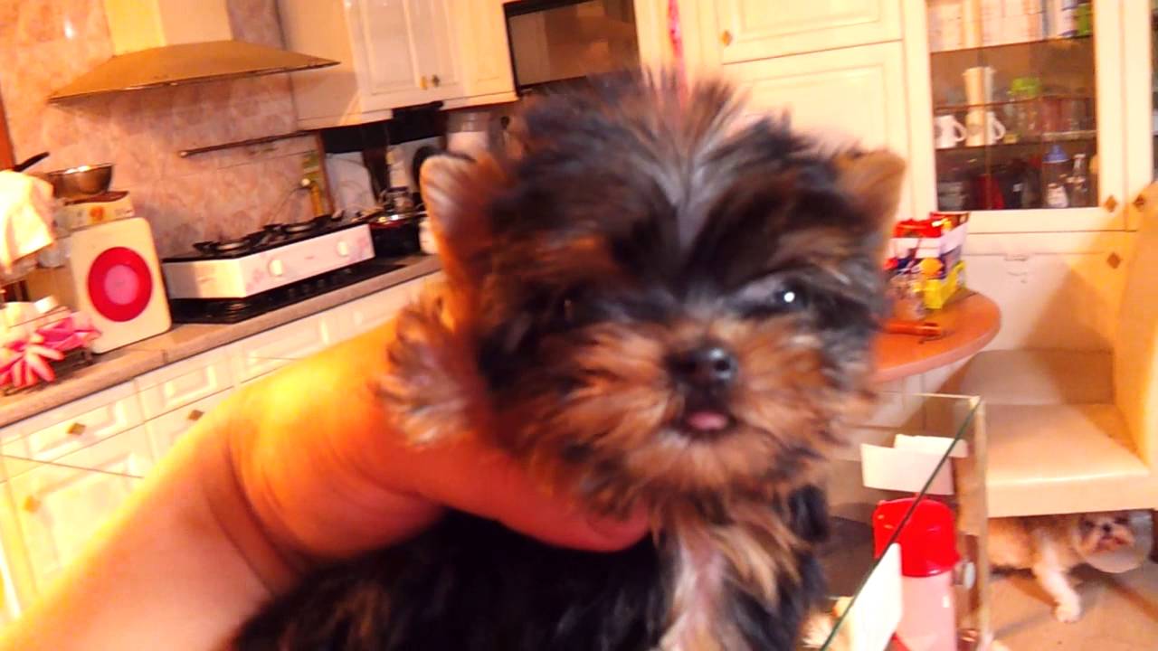 korean yorkies for sale micro teacup yorkie puppies for sale korean yorkies for sale micro teacup yorkie puppies for sale