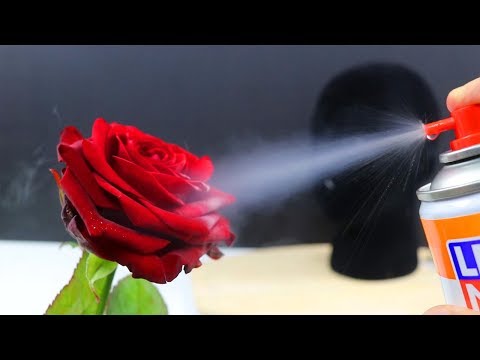 Video: Wie Man Eine Rose Einfriert