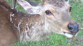 鹿の衣替えの頃 Deer sheds winter coat for summer