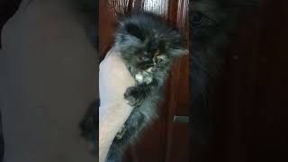 Persian Most Beautiful Fluffy And Near To Peke Kitten #shorts #catlover #pets by persian cat Gujranwala 58 views 2 months ago 1 minute, 7 seconds