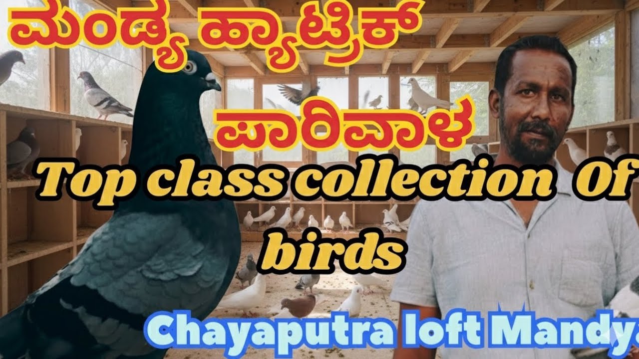 Surprised to see such top class collection pigeons in chayaputra loft Mandya ಛಾಯಾಪುತ್ರ ಧಾವಡಿ ತಳಿಗಳು