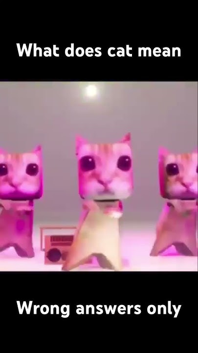 what-does-cat-mean-wrong-answers-only-youtube