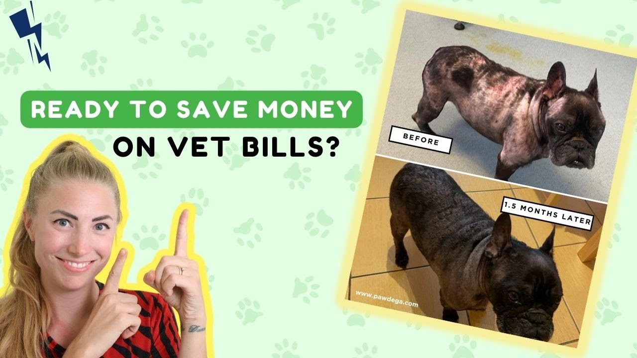 How To NATURALLY Treat Dog Skin Allergy At Home No Drugs Or Medication How To NATURALLY Treat Dog Skin Allergy At Home No Drugs Or Medication
