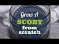 How To Grow A SCOBY From Scratch