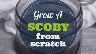 How To Grow A SCOBY From Scratch