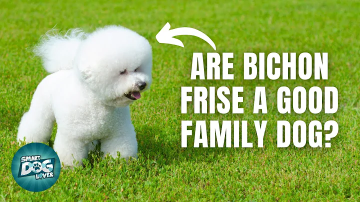 12 Things Only Bichon Frise Dog Owners Understand - DayDayNews