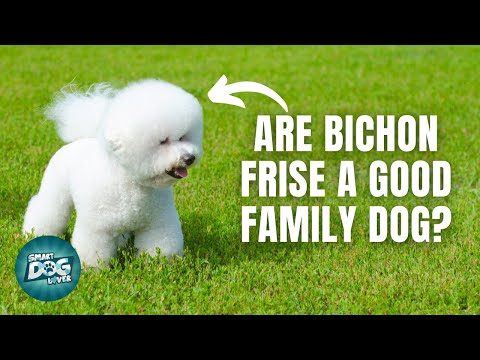 Video: 3 Cara Menakjubkan Untuk Menghormati Bichon Frise Who Passed Away