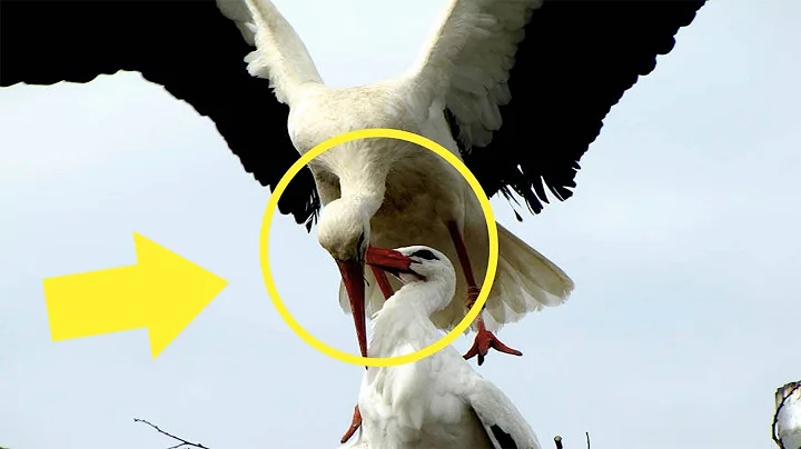 Injured Stork Can’t Migrate – Her Soulmate Flies Thousands Of Miles Every Year Just For Her