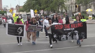 Animal advocates take streets of downtown to demand ACS to 'Stop the killing' of animals for space