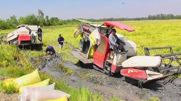 CÀNH MÁY CẮT LÚA YANMAR 82 BỊ LẦY KHÔNG CÓ THẾ MÀ KÉO LUÔN phần 1