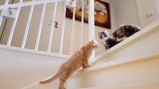kittens run down the stairs in the morning