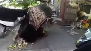 lucu anjingnya ngamuk