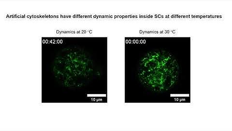 Growing functional artificial cytoskeletons in the viscoelastic confinement of DNA synthetic cells