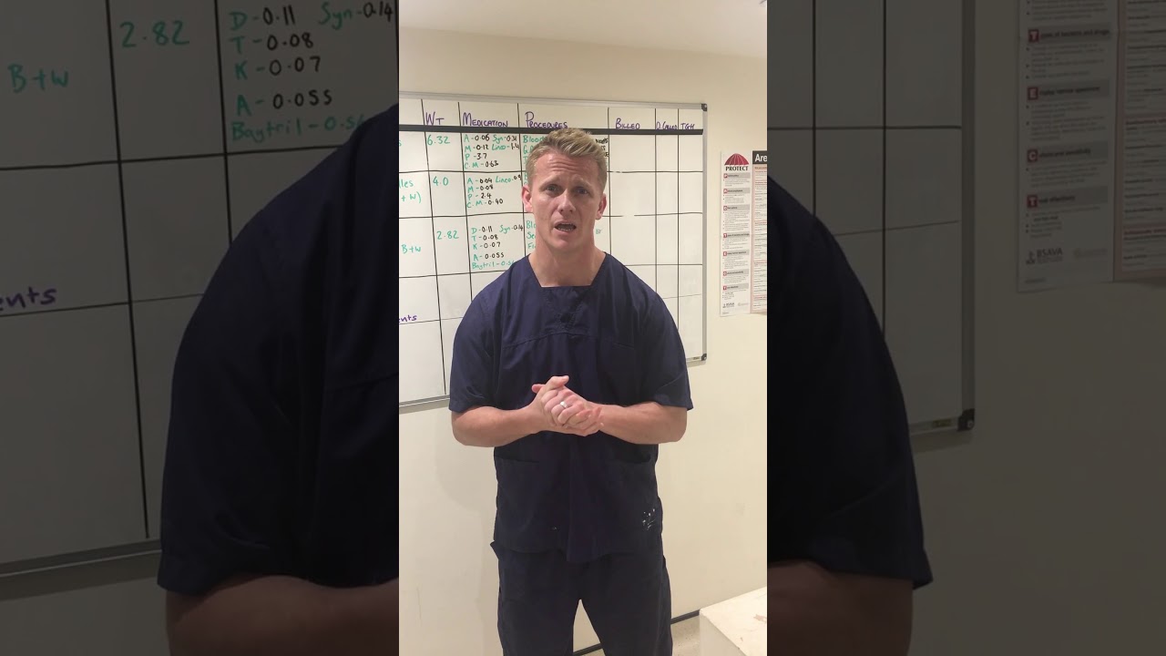 Help Catastrophes Cat Rescue—An Appeal from Britain's Favourite TV Vet!