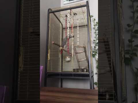 Papağan çiko döktürüyor 1.5 dk dan sonra …