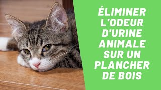 Se Debarasser De L Odeur D Urine De Chat Ou De Chien Sur Un Plancher De Bois Sos Odeurs Youtube