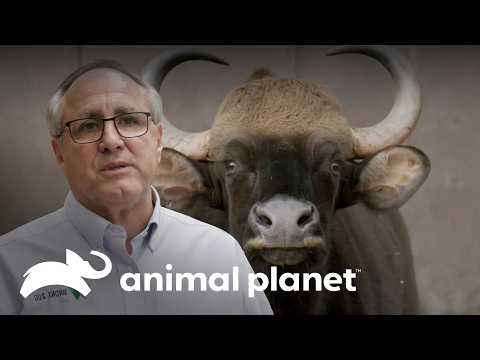 Zoo Celebrates Birth of Gaur | The Zoo | Animal Planet Brazil