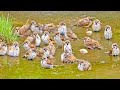 Funny little bird bathing [sparrow] cute animals