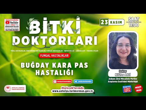 Video: Karabuğday Yetiştiriciliği - Karabuğdayı Örtü Bitkisi Olarak Kullanmak ve Daha Fazlası