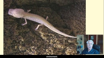 Aquifer and Spring Ecosystems - L7.5 CCE