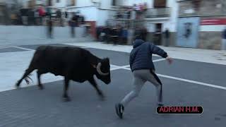 Arañuel(Cs) 10-12-2022 Matinal y tarde. Suelta de vacas y capones de la Ganadería Capota