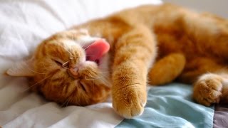 Кошка спит как убитая !!!!!!!! Кошка спит как убитая !!!!!!!!