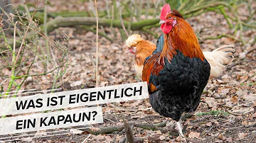 Wie viel kostet ein Kapaun?