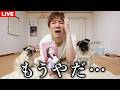 【生配信】髪色が明る過ぎて近所で恥ずかしいので染め直します！！！
