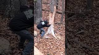 Tree goes down in my backyard