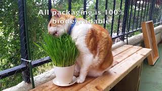 Mugsy and The Greenest Cat Grass Kit Ever by Richard Barber 251 views 6 years ago 39 seconds