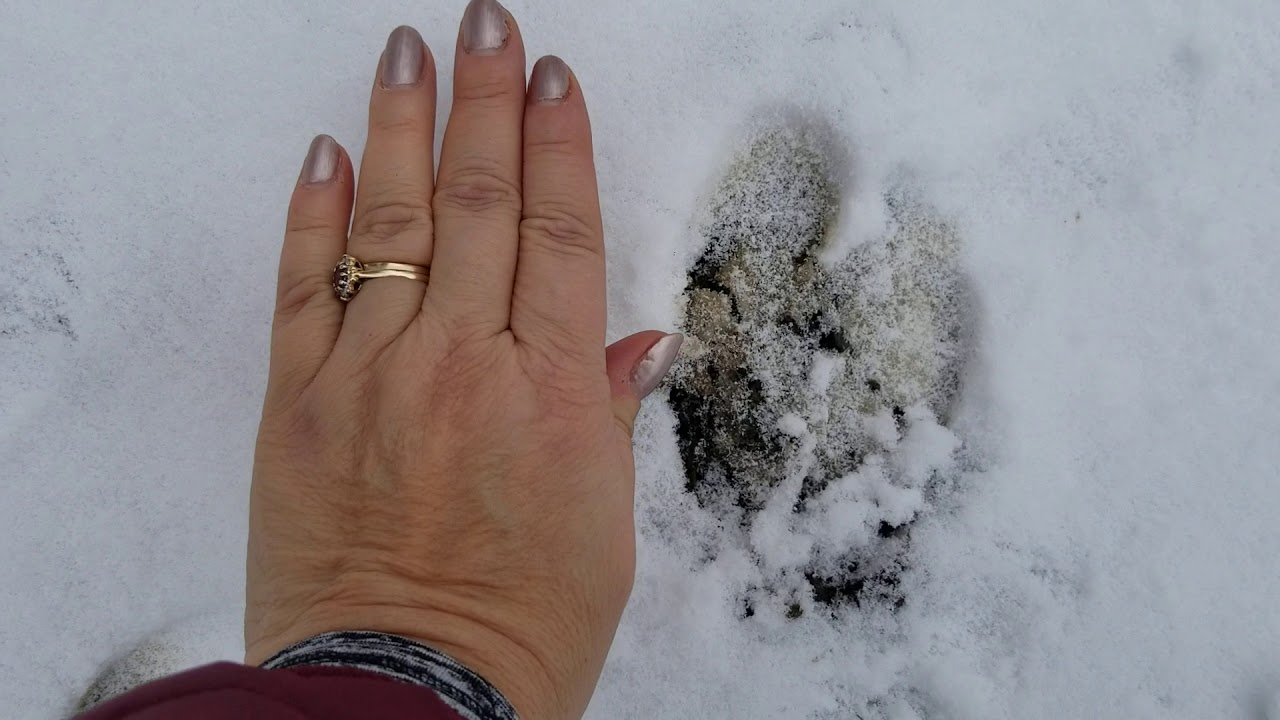 More elk tracks! YouTube