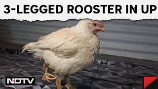 3-Legged Rooster Becomes Centre of Attraction At A Chicken Shop In Bahraich, UP