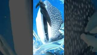 so close 🦈🐋 whale-shark #shorts #nature #sea #whaleshark #whale #nature #fish #animals #pets