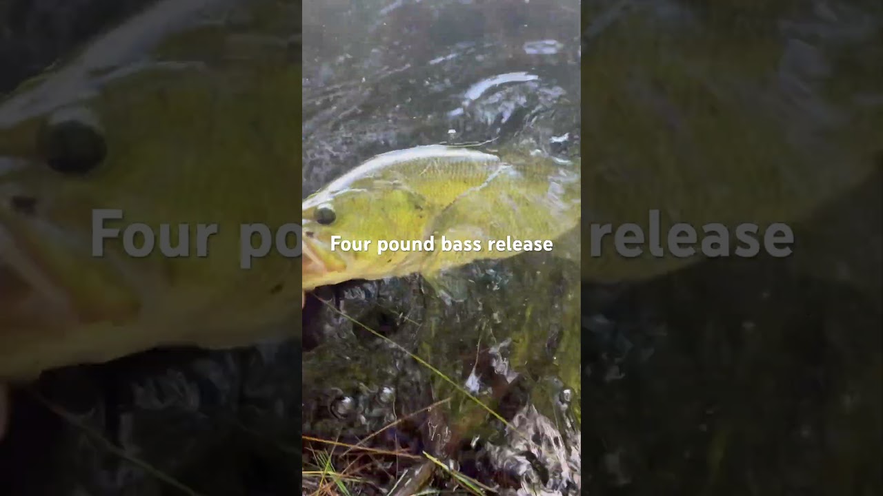 Big bass release #bassfishing #bass #fishing #trending #fish
