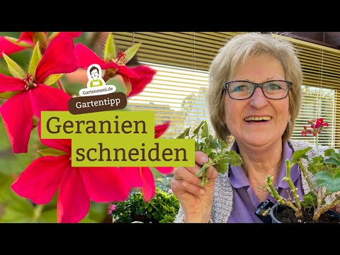 Video: Geranie Beschneiden