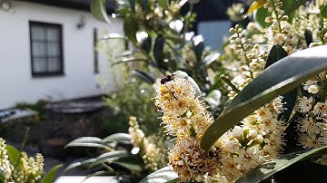 Hoverfly slow motion