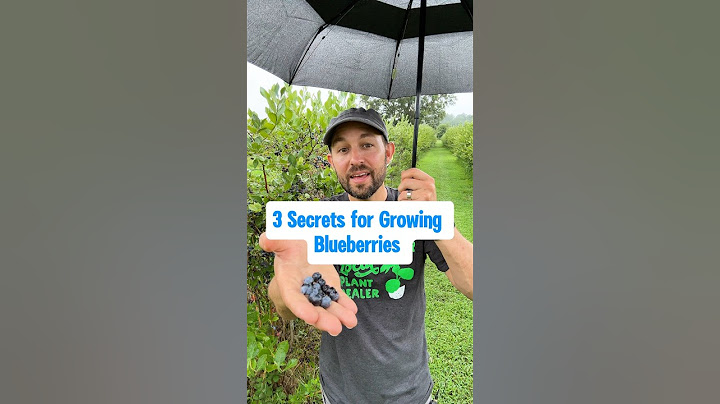 3 Secrets for Growing Blueberries #shorts #growyourownfood #blueberry #fruitplants #berries #fruit