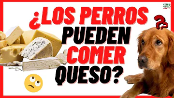 ¿Es bueno el queso para los perros diabéticos?