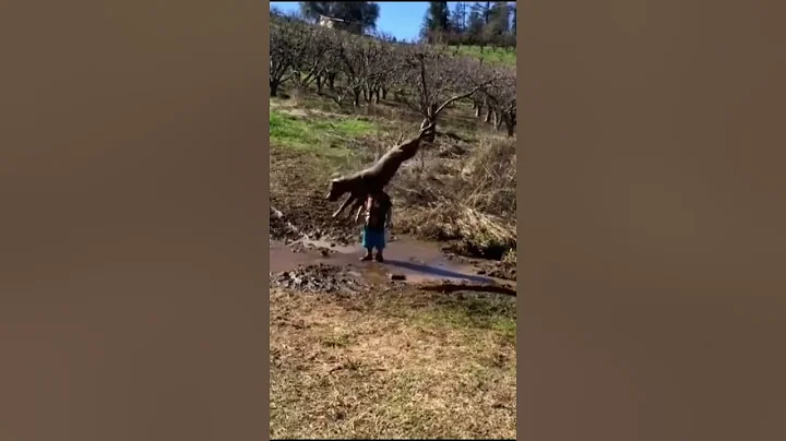 Wee meme #Shorts #funny #Wee #meme #animals #funnyvideo #viral #tiiktok