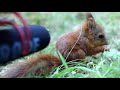 Baby squirrel talks into microphone