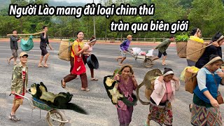 Người Lào tràn qua biên giới - mang đủ các loại Chim - Thú quý hiếm vào Việt Nam