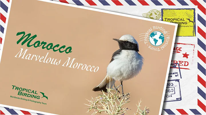 Tropical Birding Virtual Birding Tour of Morocco b...