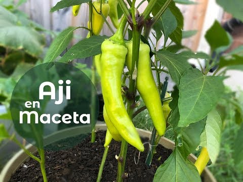 Como Cultivar Aji en Maceta - Proceso Completo - 2 tipos de metos